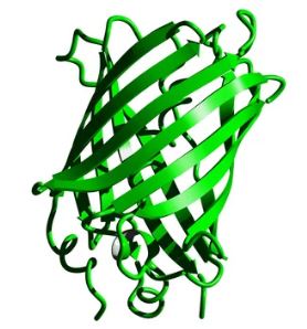 Qué son las proteínas saludables fluorescentes